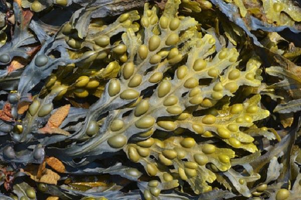 Fucus Vesiculosus: ki sa ki nan benefis ak lot Efe sou kote?