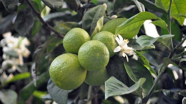 Ki jan yo fe citrus aurantium ekstre Synephrine?