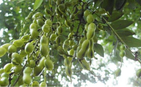 Quercetin Jwe yon wòl enpòtan nan Iminite