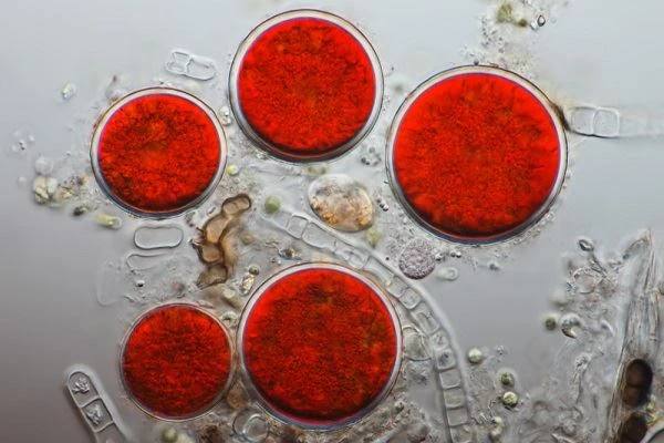 Natirèl Astaxanthin vs. Synthetic Astaxanthin