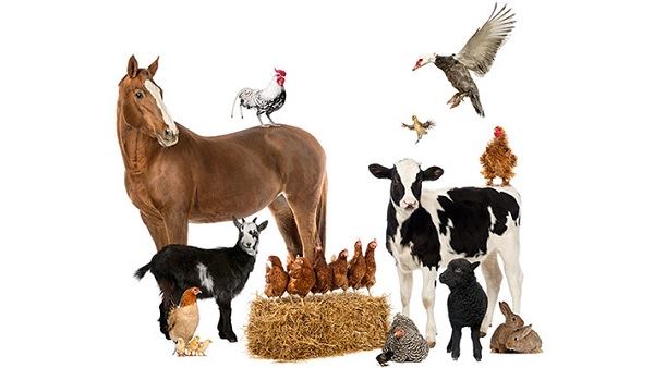 Ki benefis likopèn pou elvaj bèt ak bèt volay?